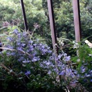 ベランダ用の花やハーブのプランター（大）、室内観葉植物