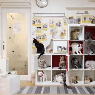 猫カフェが猫専用のサロン・ホテルを始めます。