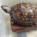 中古水槽、爬虫類、小動物ケージ、器具、カメ、トカゲ等買取、引取りします!