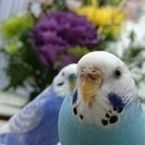 セキセイインコを探しています。見かけた方はご連絡をお願いします!!