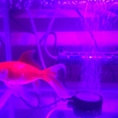 金魚、熱帯魚好きさん