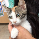 7月30日(日) 猫の譲渡会 名古屋市守山区 もりやま犬と猫の病院...
