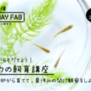 【夏休みWS】たまごからそだてよう!メダカの飼育講座
