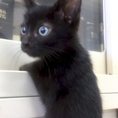 8月6日(日) 猫の譲渡会 名古屋市港区 社会福祉法人 中部盲導犬...