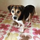迷子犬♀知りませんか?