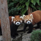 8月5日(8/5) 楽しい話題豊富!横浜の野毛山動物園を満喫しよ...