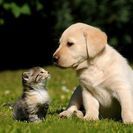 動物の殺処分ゼロを目指す会(ZERO)あなたの活動が救いになります!