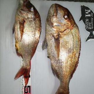 ボート釣りや磯、防波堤での釣り仲間募集!