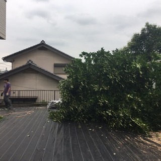 樹木伐採・草刈りやります。