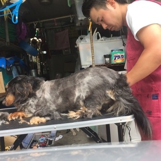 ご自宅へ出張トリミング☆(初回半額)