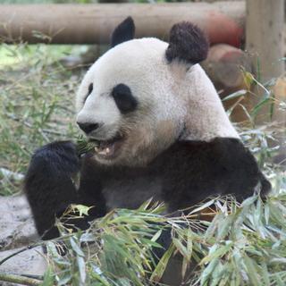 8月24日(8/24) 動物たちに癒されよう!上野のパンダを見に...