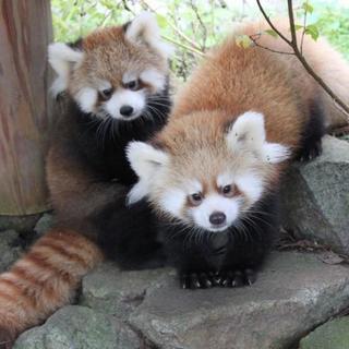 9月3日(9/3) 楽しい話題豊富!横浜の野毛山動物園を満喫しよ...