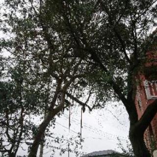 家の木が伸び過ぎました🌳