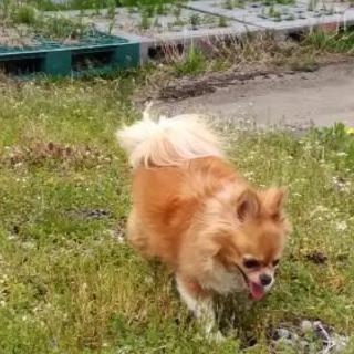 犬友達、募集▽^ェ^▽