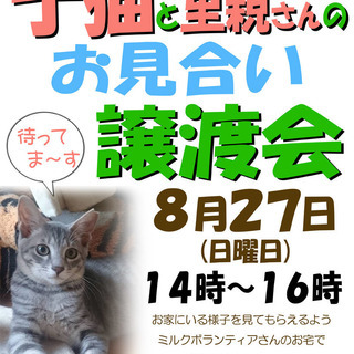 仔猫のお見合い譲渡会(里親募集)やります!