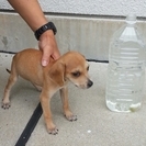 淡路市の子犬です その１  201508
