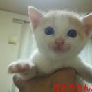 生後２ヶ月の仔猫ちゃんです。の画像