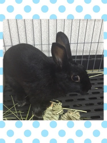 真っ黒１歳のメスうさぎ 雪風 久留米のその他の里親募集 ジモティー