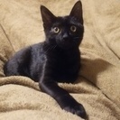 6ヵ月  メス  黒猫さん