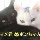 里親さん決定致しました☆ポンちゃんの家族になってください(=^ェ^=) - 猫