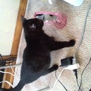 生後３ヶ月くらいの黒い子猫