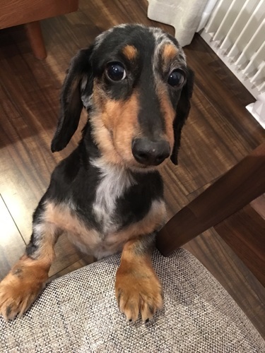 里親さん募集 みっちー 札幌の犬の里親募集 ジモティー