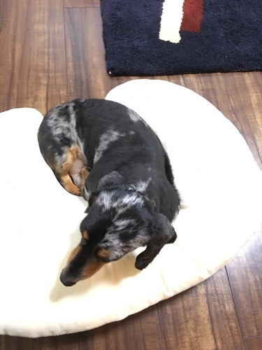 里親さん募集 みっちー 札幌の犬の里親募集 ジモティー