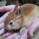 ４月２０日生まれの、ウサギの里親募集