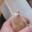 手乗りクリーム文鳥の中雛ですの画像