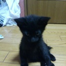 黒子猫