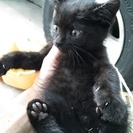 【緊急】刈谷市から 子猫 里親探してます。 黒  オス？