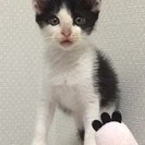 ありがとうございました。決まりました。あたし東京で飼い猫になりま...