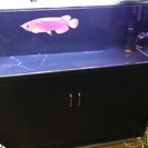 値下げ！7月24まで！1200 450 450アクリル水槽セット