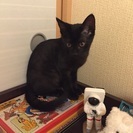 ３ヶ月の黒猫の女の子