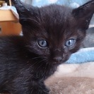 黒猫ちゃんの子猫です
