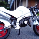 モンキー R  50cc  12V