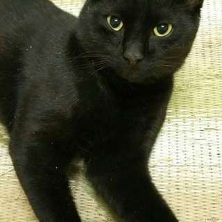 とても美人な黒の保護猫ちゃん！