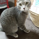 猫探してます