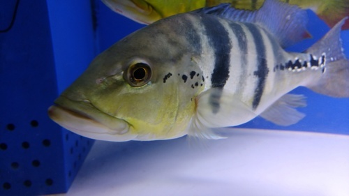 キクラ・ピクティ　アラグアイアブルー　熱帯魚