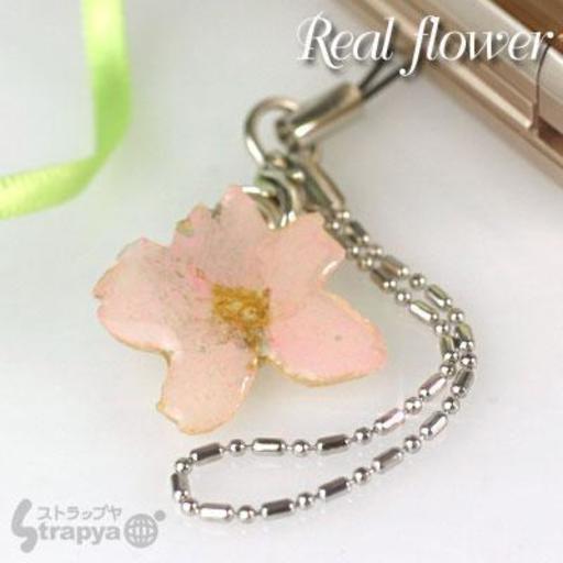 美しい生花で作られた誕生花 リアルフラワー携帯ストラップ 4月 桜 ホワイトデーラッピング対象商品 Strapyanext 小田原の携帯アクセサリーの中古あげます 譲ります ジモティーで不用品の処分