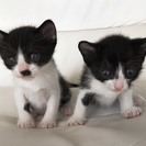 1ヶ月黒白♂と♀と母猫