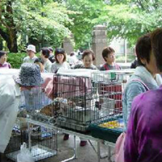 ポチたま会主催★松戸中央公園でワンちゃんと猫ちゃんの譲渡会、家までお届け！の画像