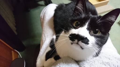 オス猫 ハチワレ 推定2歳 もも 旭川の猫の里親募集 ジモティー