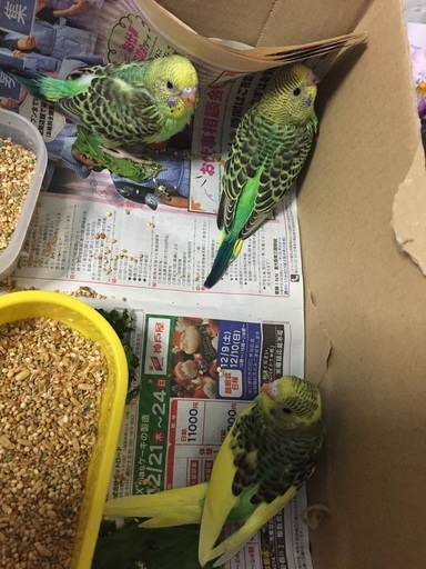 セキセイインコのヒナ３羽です かわいいです Z くもすきー 高槻のその他の里親募集 ジモティー