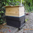 ミツバチの巣箱（日本ミツバチ入り）