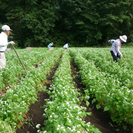 本格的そば打ち体験と温泉、田舎体験ツアー！の画像