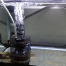 熱帯魚★テトラオドン•ムブ★淡水フグ