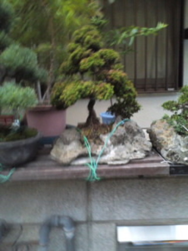 盆栽 趣味の物 大変希少価値の高いものです 価格はご相談でお譲りいたします 青ちゃん 阿波座のその他の中古あげます 譲ります ジモティーで不用品の処分