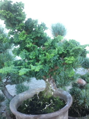 盆栽 趣味の物 大変希少価値の高いものです 価格はご相談でお譲りいたします 青ちゃん 阿波座のその他の中古あげます 譲ります ジモティーで不用品の処分