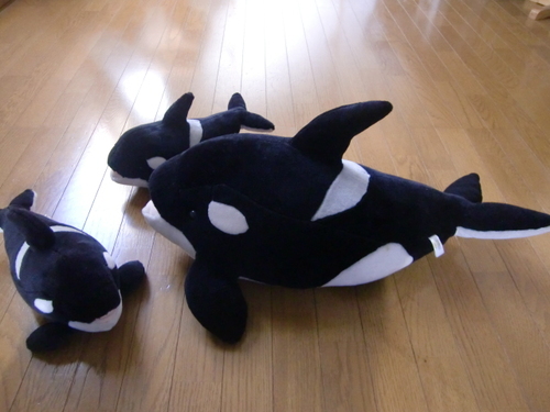 シャチの親子のぬいぐるみ ３つ ルナ 松戸のおもちゃ ぬいぐるみ の中古あげます 譲ります ジモティーで不用品の処分